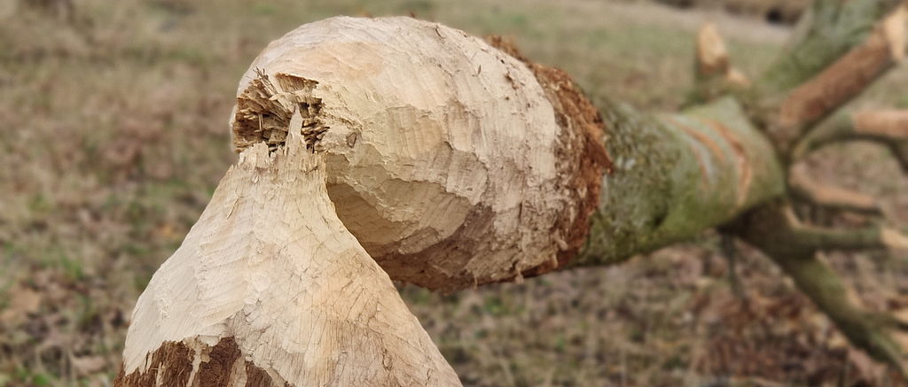 Naturgewalt auf vier Beinen - Bild: Bp