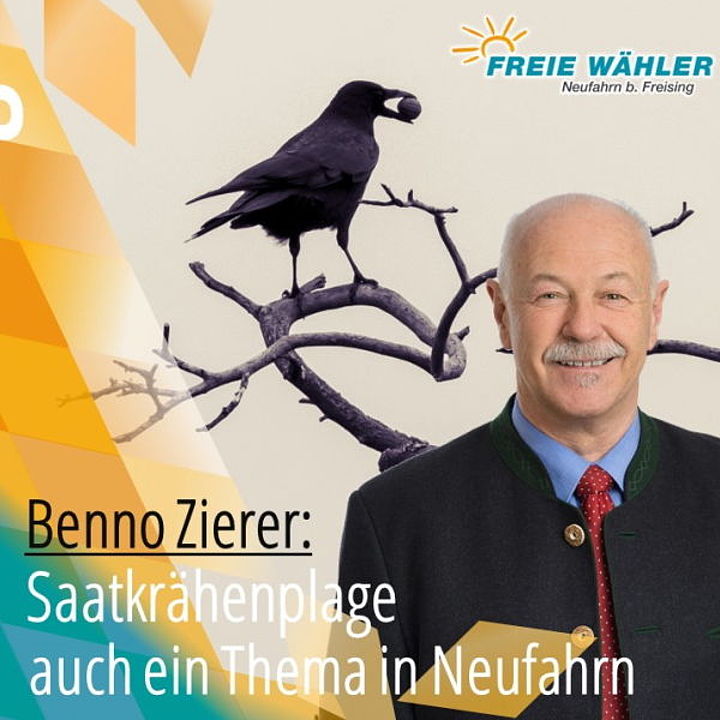 Benno Zierer zum Thema Saatkrähen - Collage: Bp