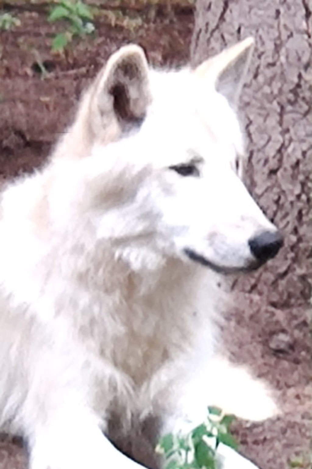 Wolf im Wald - Bild: Bp